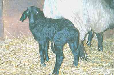 karakul lamb