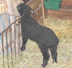 PLF Arabi's Holly, twin ewe born 01/26/03