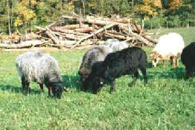 Three Dawley ewes
