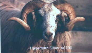 Hagerman Silver