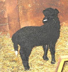 PLF Arabi's Hank, twin ram born 01/26/03
