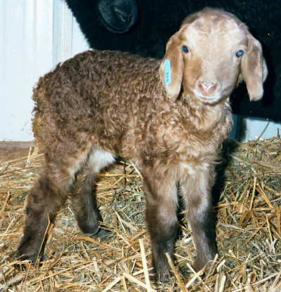 PLF Montez' Hazel, ewe born 01/21/02