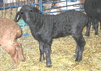 PLF Montez' Lacey, ewe born 01/23/03