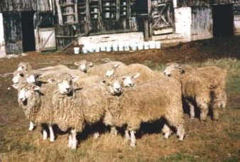 Lincoln Ewes