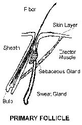 Primary Follicle