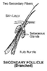 Secondary Follicle