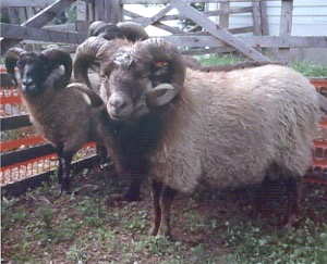 Shetland Rams